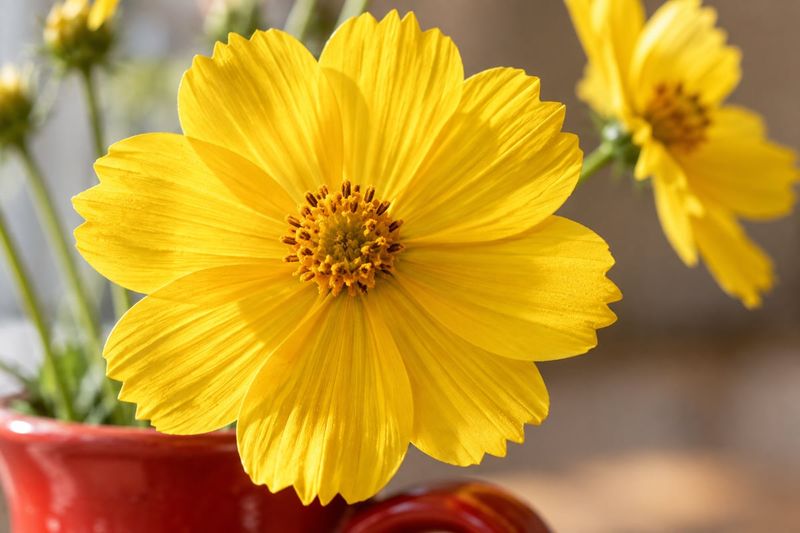 A yellow flower fills almost the entire frame. The background is out of focus.